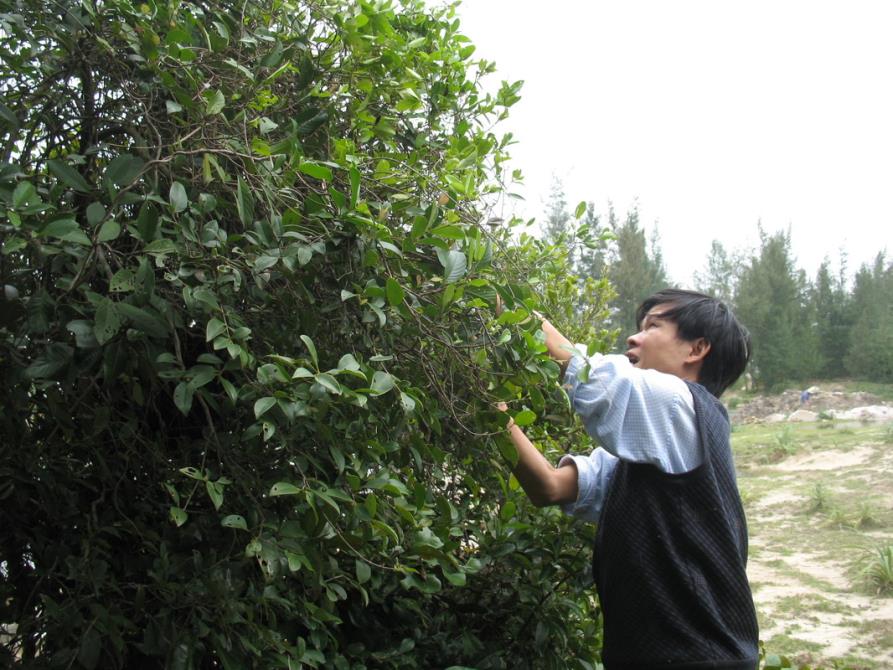 PGS.TS Trần Văn Ơn bên vườn Dây thìa canh lá to