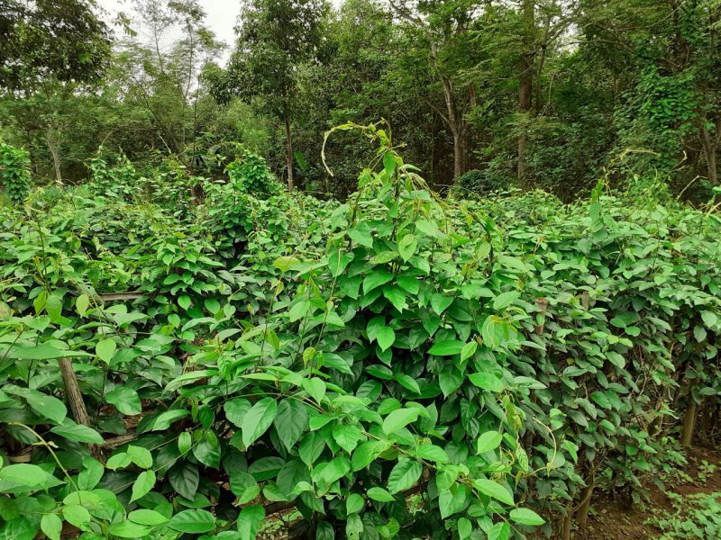 Vùng trồng Dây thìa canh lá to theo định hướng GACP-WHO